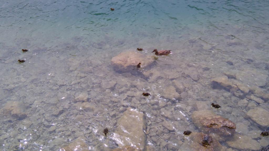 Appartement Scheibling Saint Wolfgang Εξωτερικό φωτογραφία